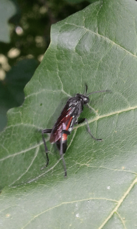 Tenthredinidae : Macrophya annulata?